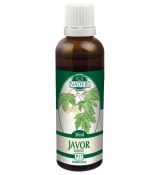 Javor poľný 50ml, P17 - tinktúra z púčikov rastlín